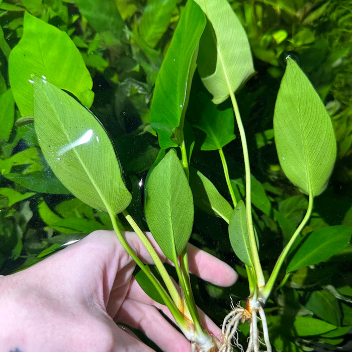 Anubias Hastifolia