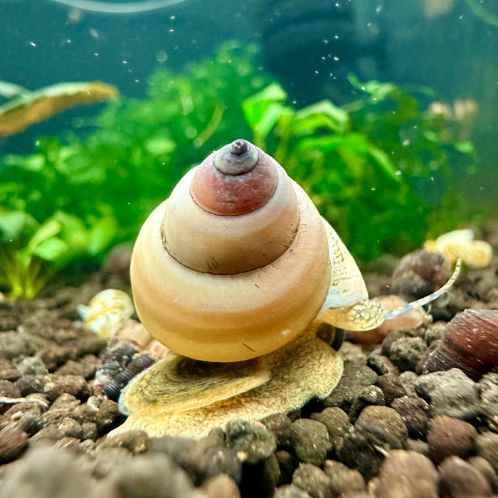 White wizard snail