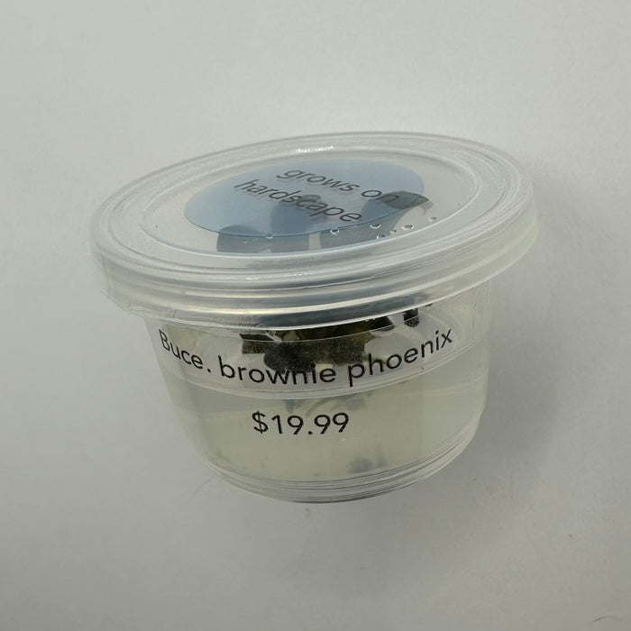 Bucephalandra brownie phoenix TC (small)