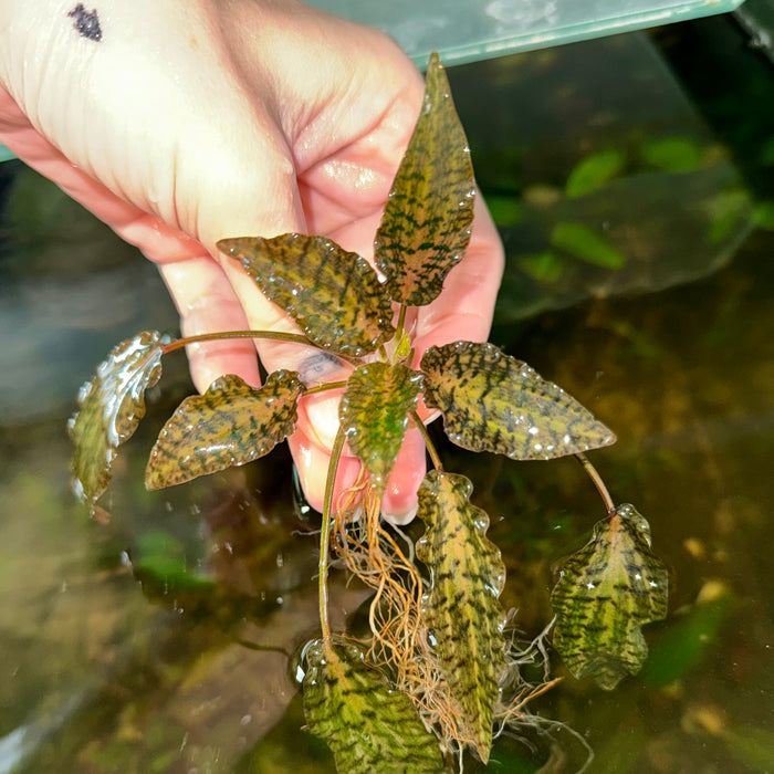 Cryptocoryne nurii ‘Rosen maiden’
