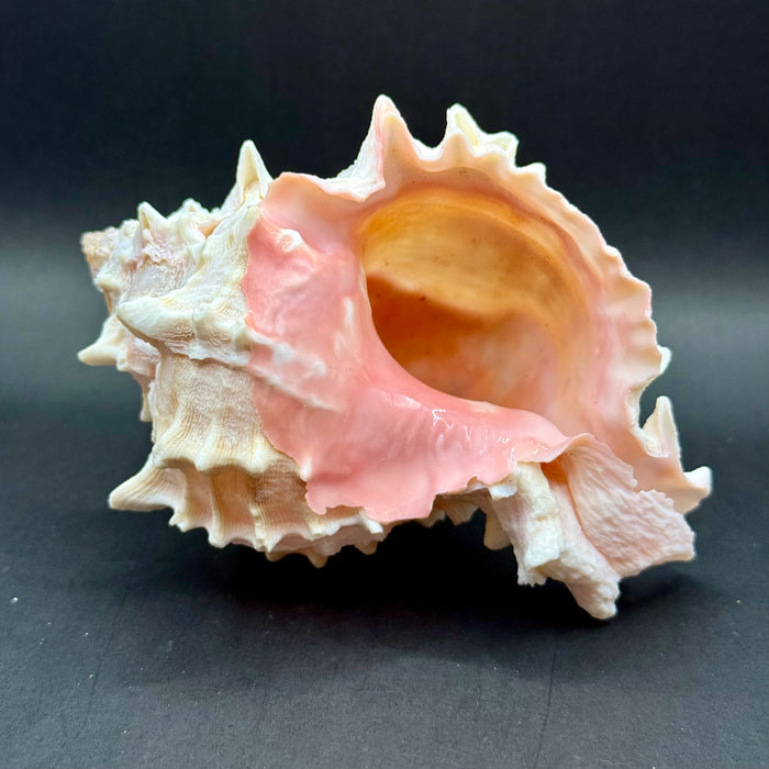 Natural Pink Murex Shell
