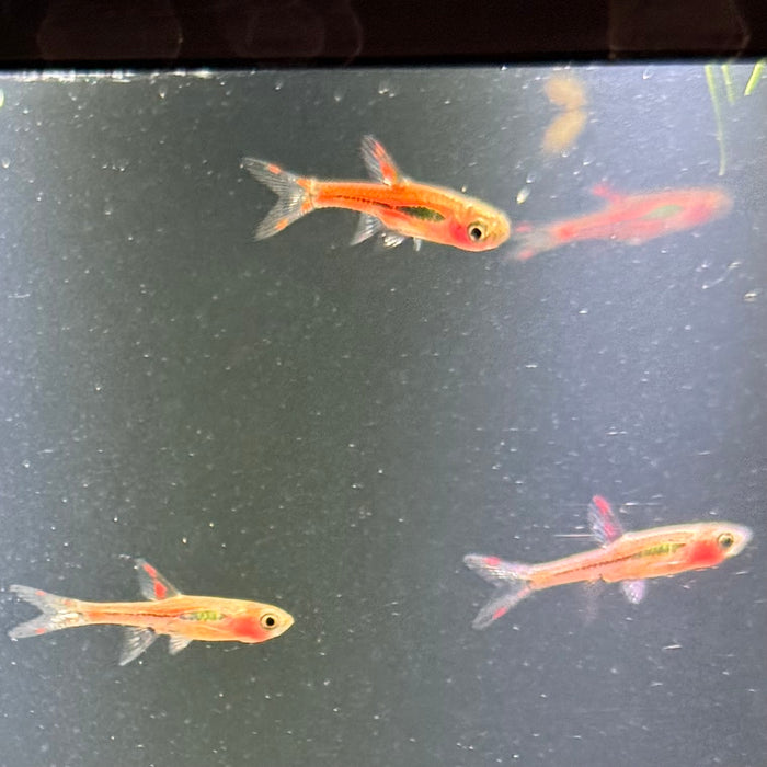 Chili Rasbora (Boraras brigittae)