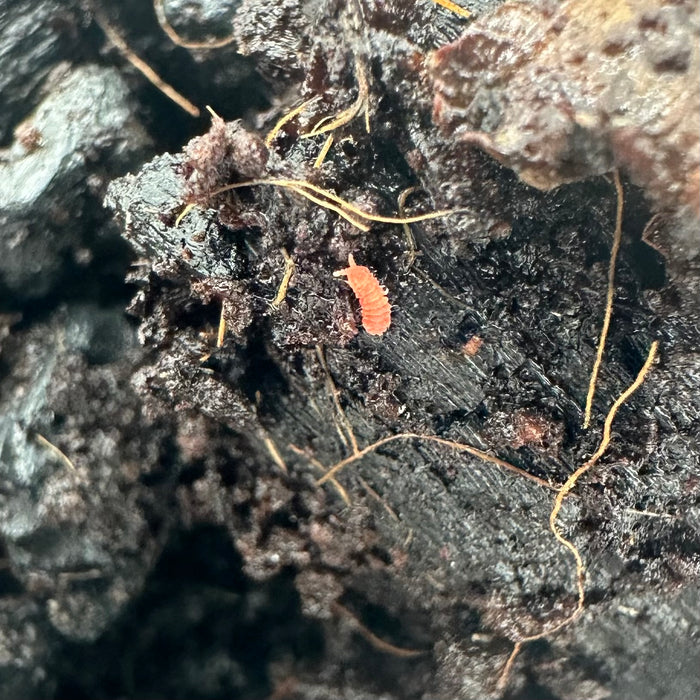 Orange Springtails