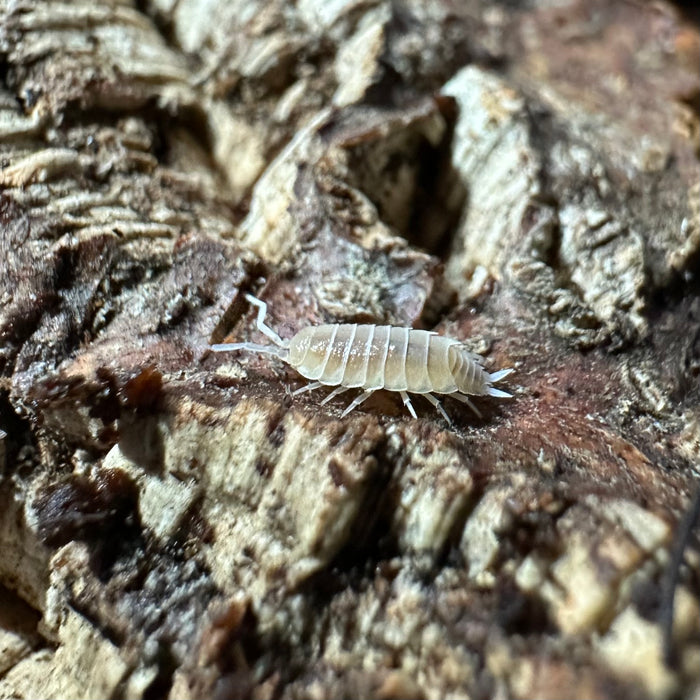 Porcellionides priunosus “White Out” Isopods