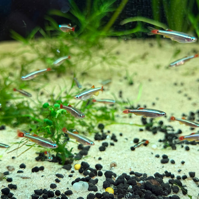 White Cloud Mountain Minnow