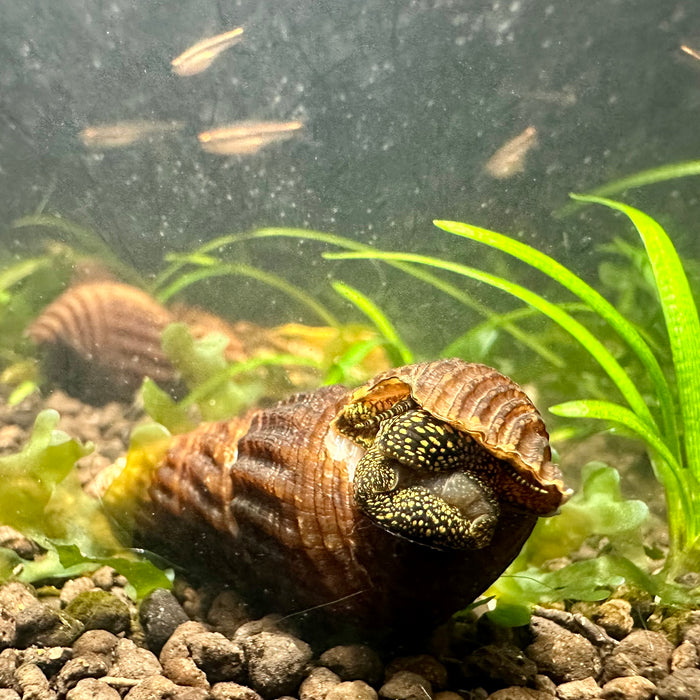 Black with Yellow Spots Rabbit Snail (Tylomelania sp.)