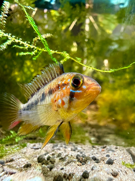 Apistogramma Vejita- tank breed