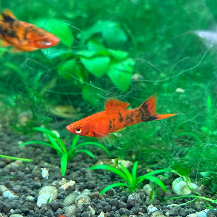 Painted Swordtail - Xiphophorus helleri