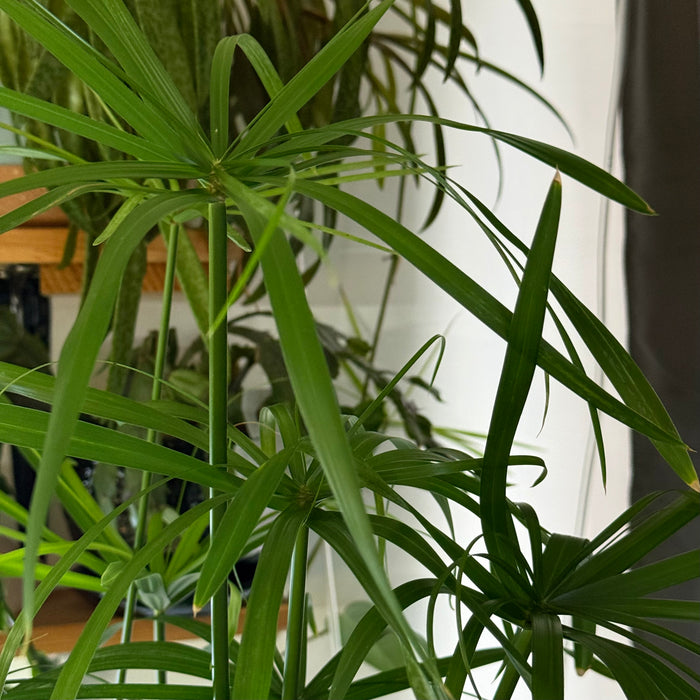 Cyperus alternifolius (Umbrella Papyrus or Umbrella Palm)