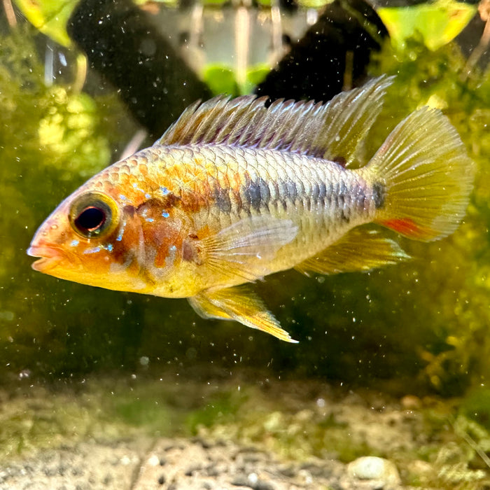 Apistogramma Vejita- tank breed