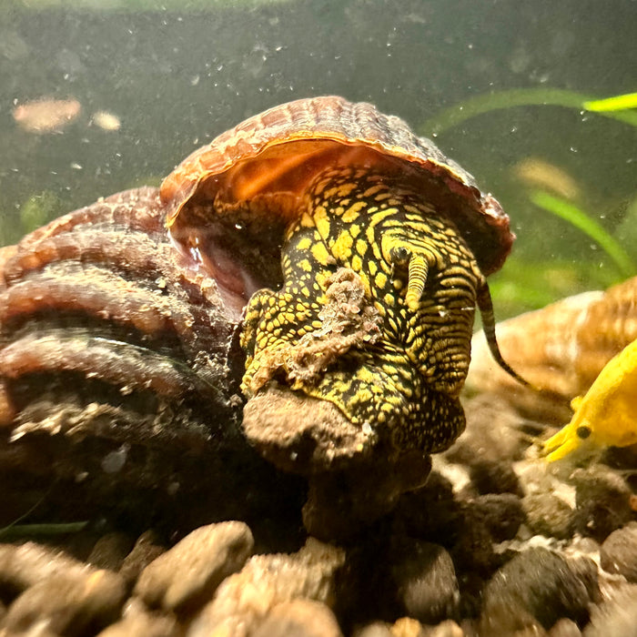 Black with Yellow Spots Rabbit Snail (Tylomelania sp.)