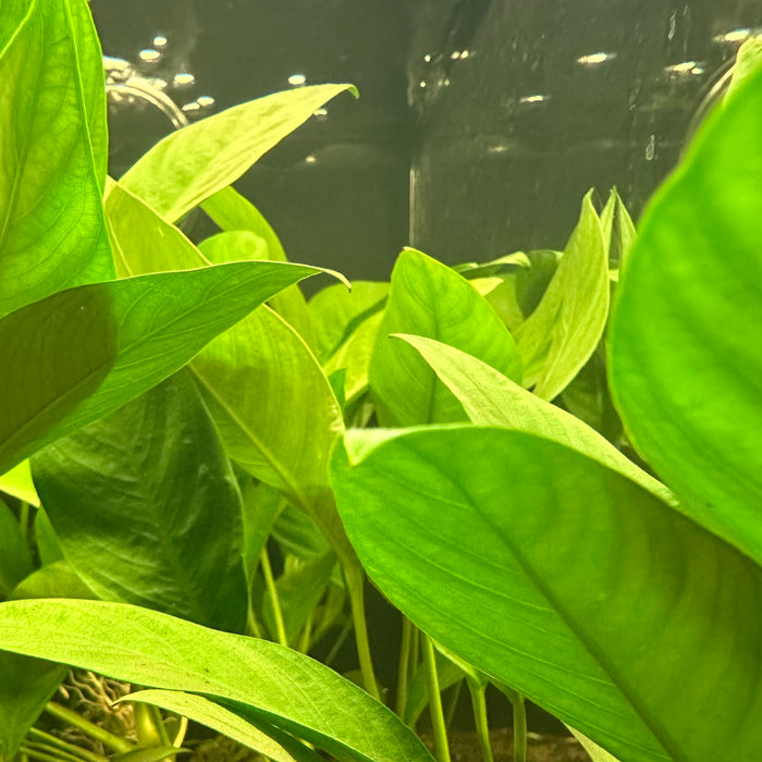 Anubias Congensis