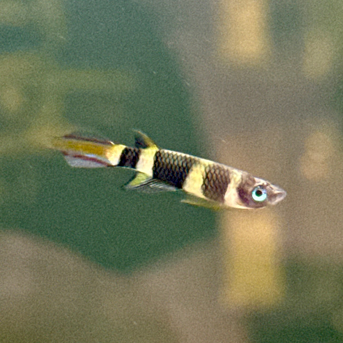 Clown Killifish (Epiplatys Annulatus)