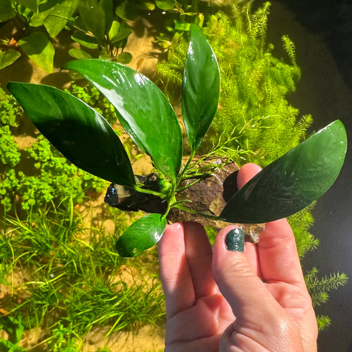 Anubias Congensis "Mini"