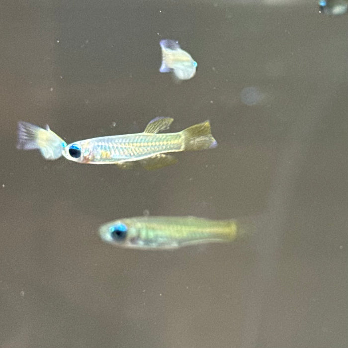 Norman's Lampeye Killifish (Poropanchax normani)