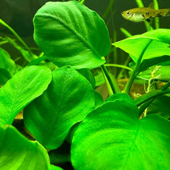 Anubias Coin Leaf