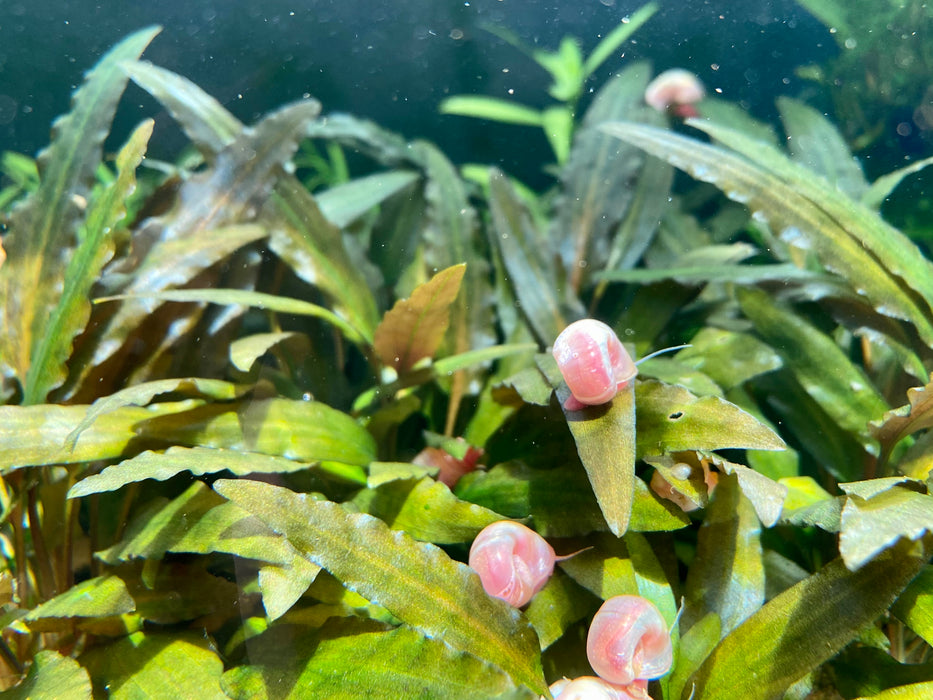 Pink Ramshorn Snails