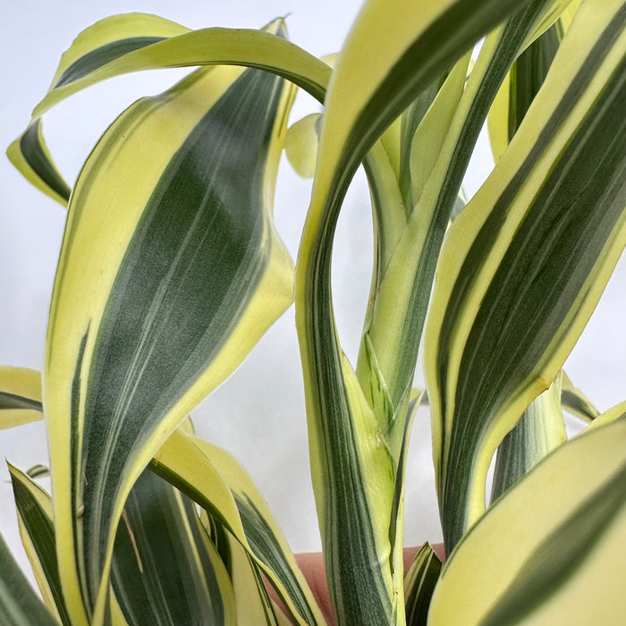 white stripe lucky bamboo Lucky Bamboo (Dracaena Sanderiana “silver ribbon”) — Fishiotherapy
