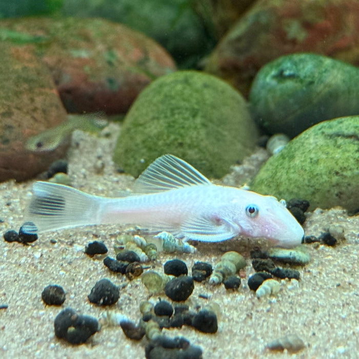 Snow White Bristlenose Pleco (Ancistrus sp.)
