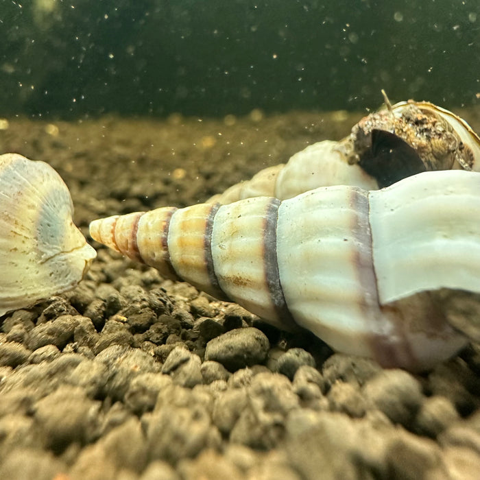 White Hercules Snails (Brotia Herculea)