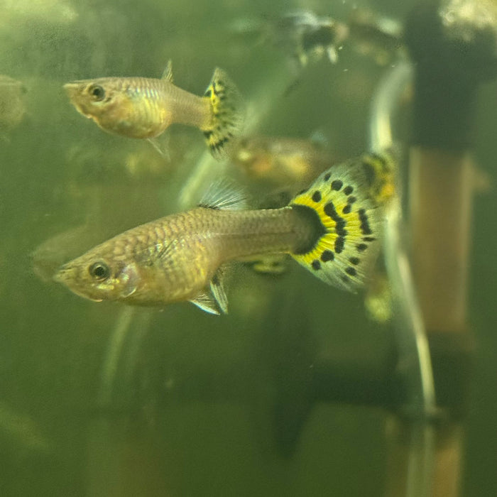 Fancy Guppy