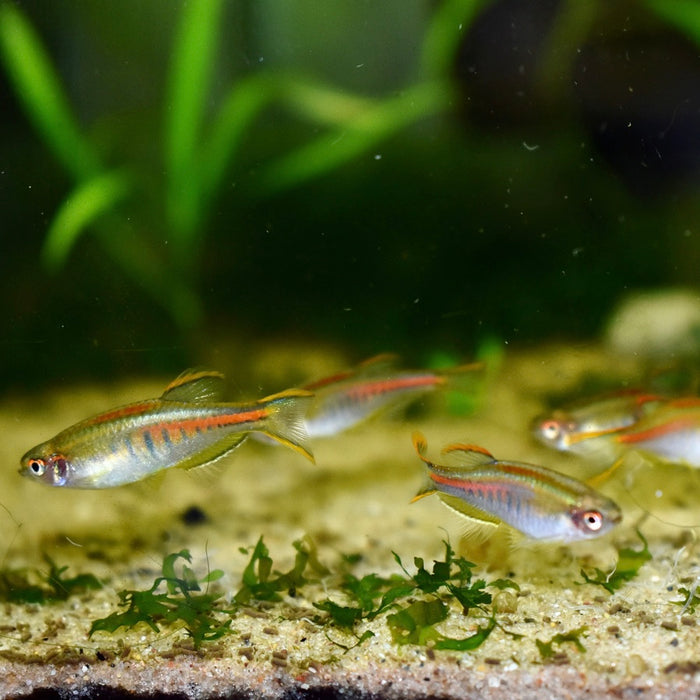 Glowlight Danio (Danio choprae)