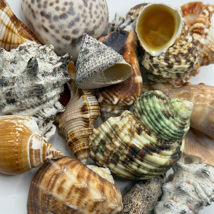 5x Assorted Shells