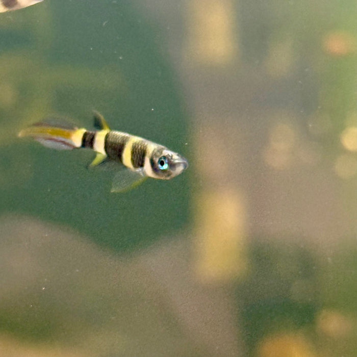 Clown Killifish (Epiplatys Annulatus)