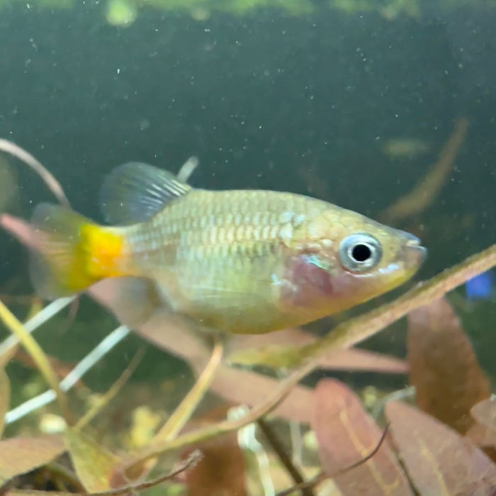 Spltfin Fish Redtail Splitfin (Xenotoca Eiseni) — Fishiotherapy