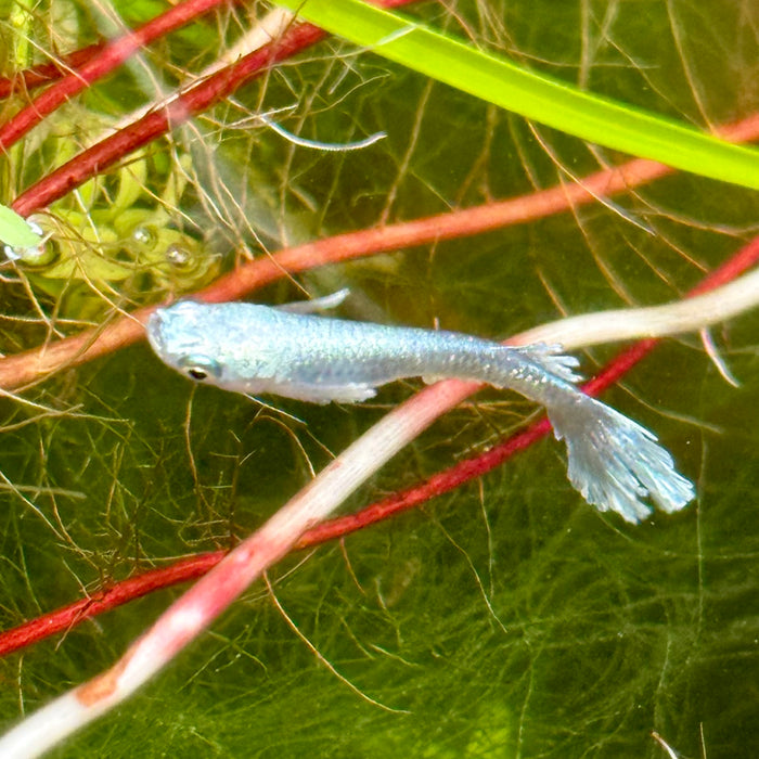 Ricefish / Medaka- Oryzias Latipes sp. “Blue/Platinum Miyuki”