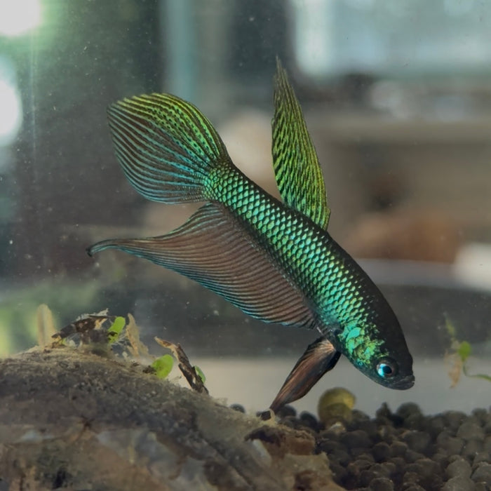Betta Smaragdina Blue/Green