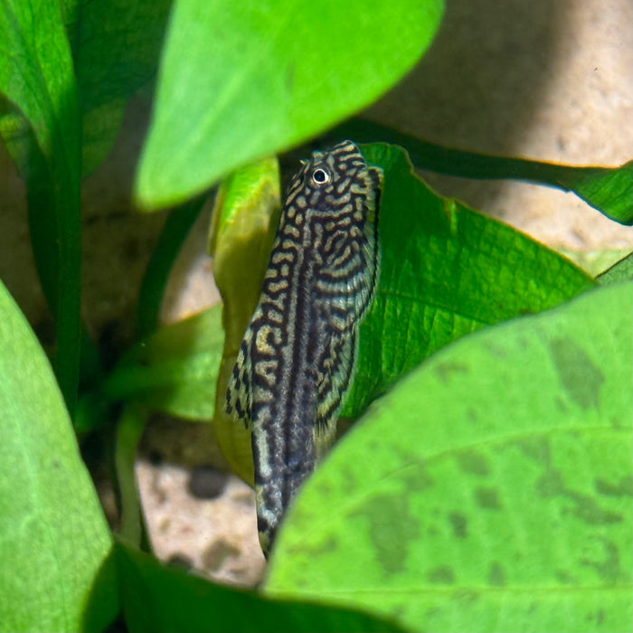 Tiger Hillstream Loach (Sewellia lineolata)