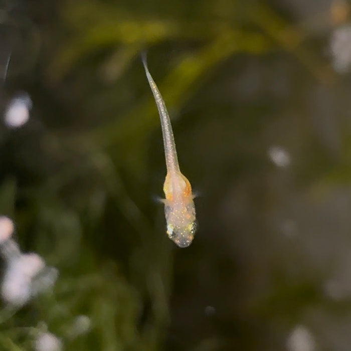 PICKUP ONLY 10x Medaka Ricefish (Orange Youkihi) FRY FOR PICKUP ONLY JULY