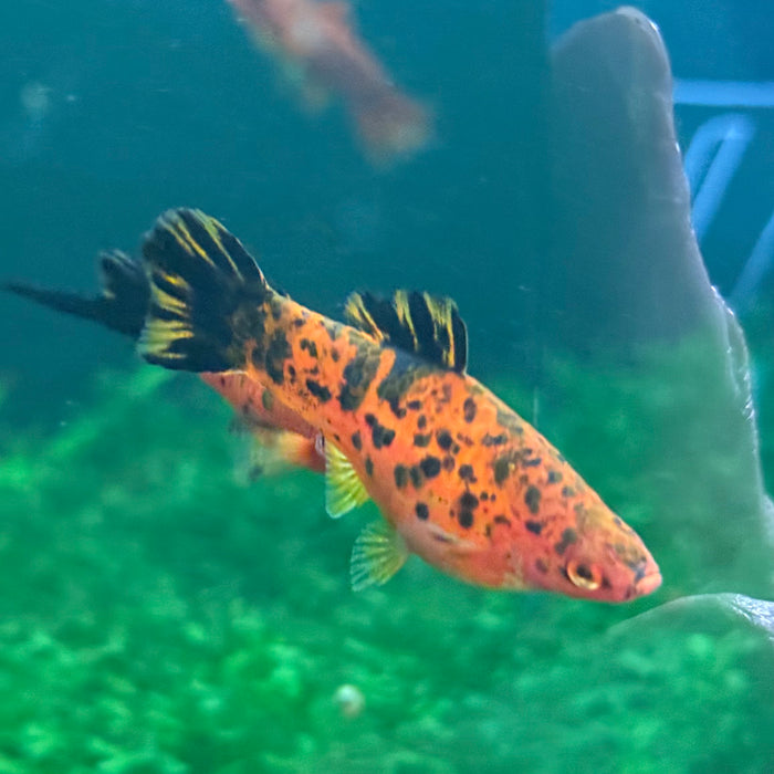 Painted Swordtail - Xiphophorus helleri