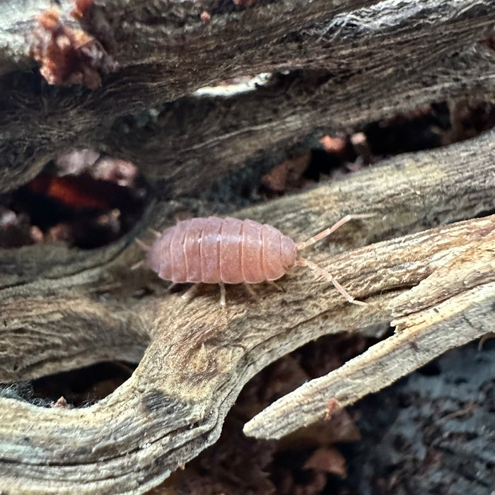 Porcellionides priunosus “Powder Orange” Isopods