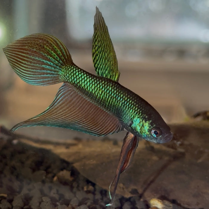 Betta Smaragdina Blue/Green