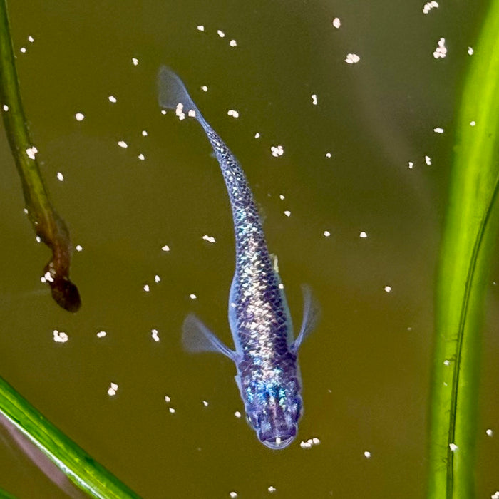 Ricefish / Medaka- Oryzias Latipes sp. “Blue Sapphire”
