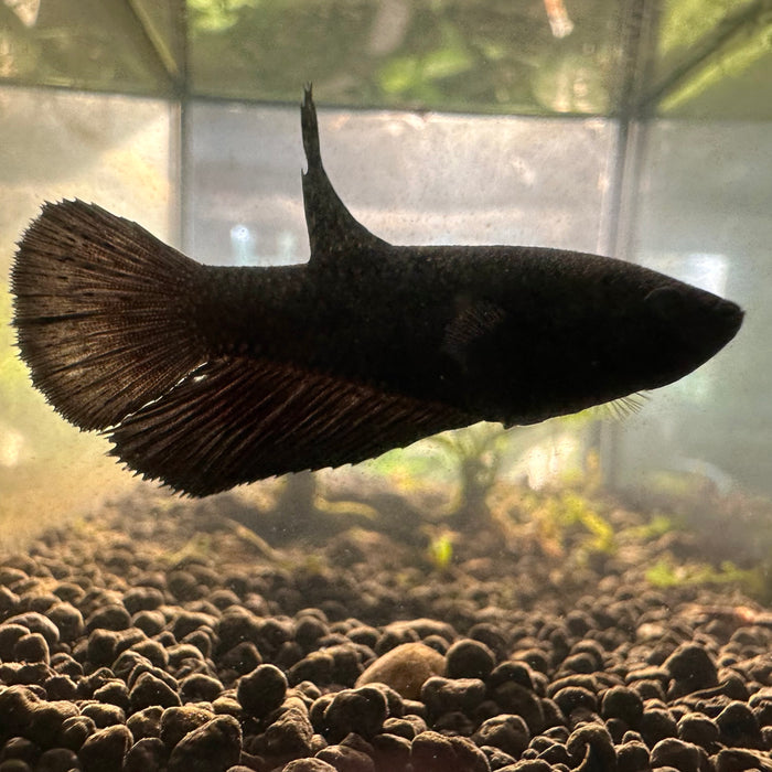 Betta Splendens Female 2