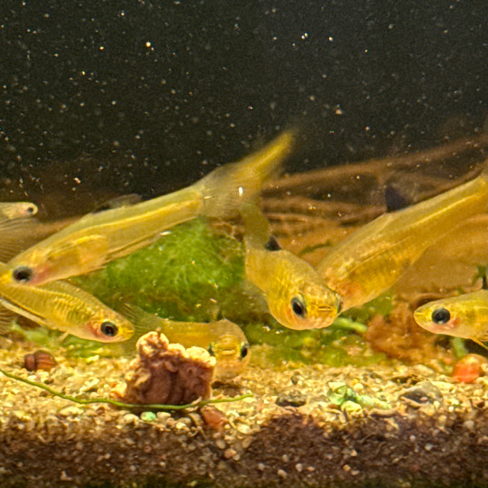 Golden Teddy (Xenophallus umbratilis)