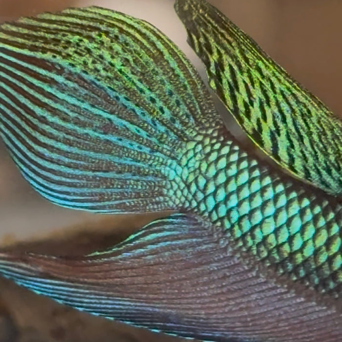 Betta Smaragdina Blue/Green