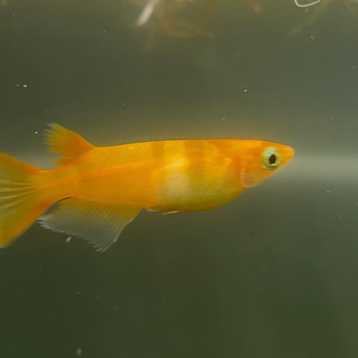 PICKUP ONLY 10x Medaka Ricefish (Orange Youkihi) FRY FOR PICKUP ONLY JULY