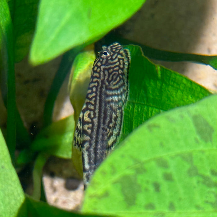 Tiger Hillstream Loach (Sewellia lineolata)