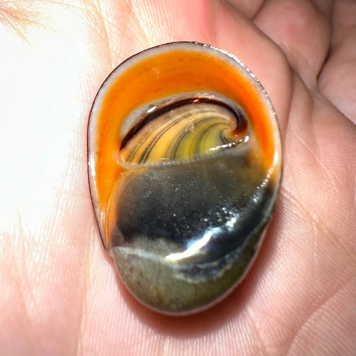 Neritina violacea (Red Lip Nerite Snail)