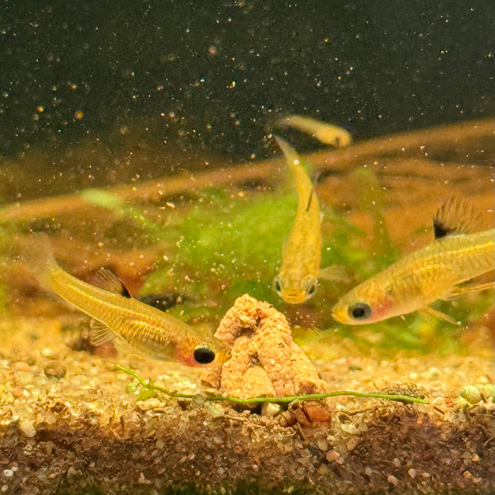 Golden Teddy (Xenophallus umbratilis)
