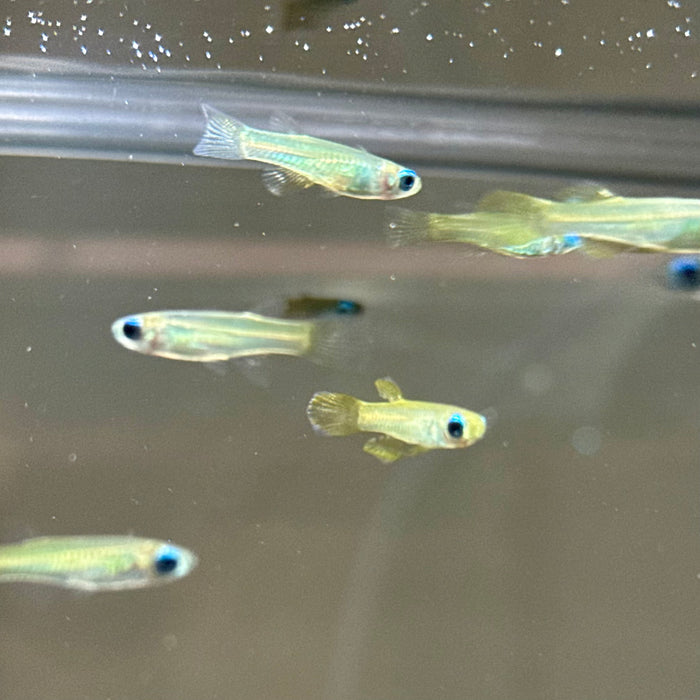 Norman's Lampeye Killifish (Poropanchax normani)