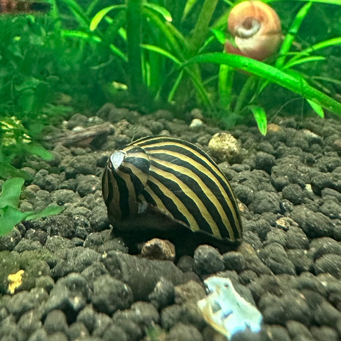 Neritina natalensis (Zebra Nerite Snail)