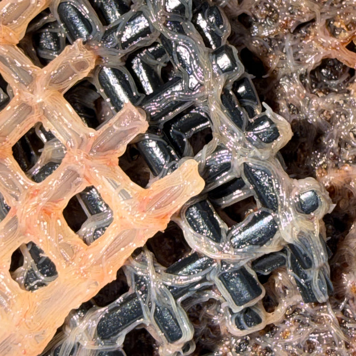Grindal Worms