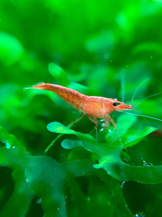 Rainbow Shrimp Bundle