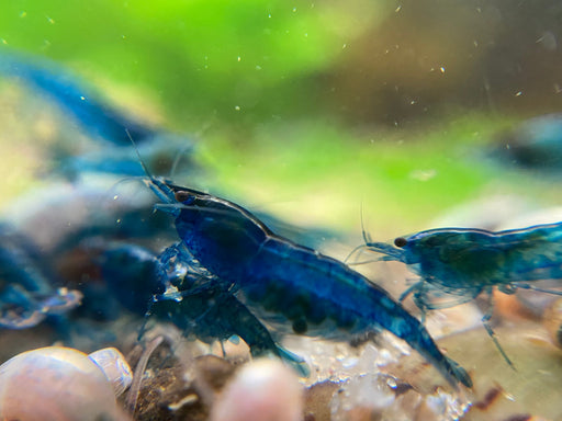 Blue cherry shrimp