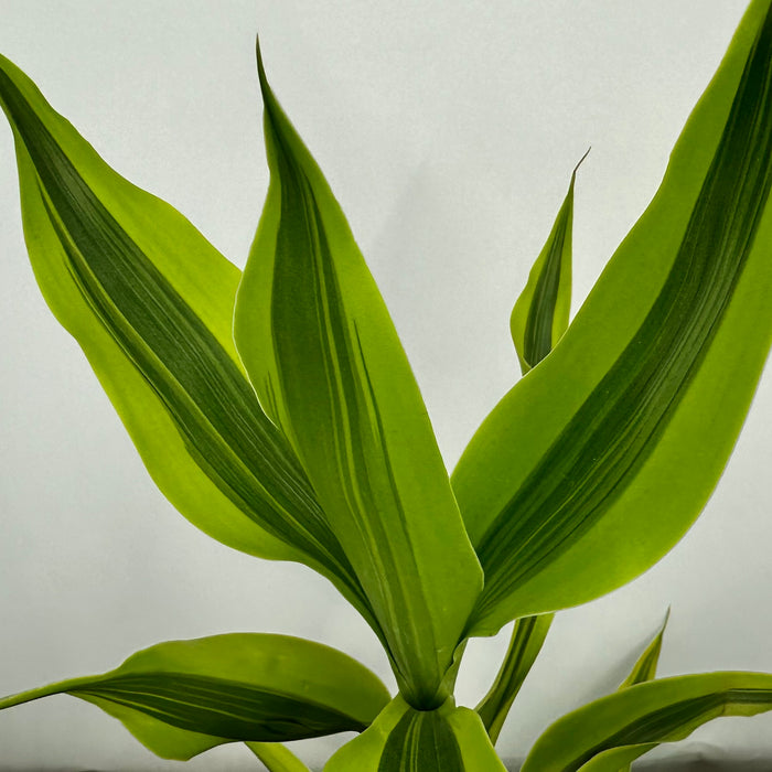 Variegated Lucky Bamboo (Dracaena Sanderiana Variegatus)